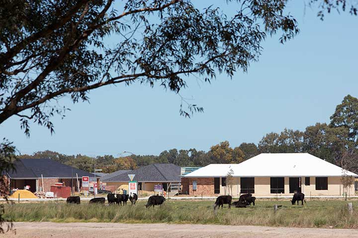 Local Cattle Grazing in Hilbert